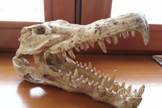 Грот череп крокодила в городе Тула, фото 2, Тульская область