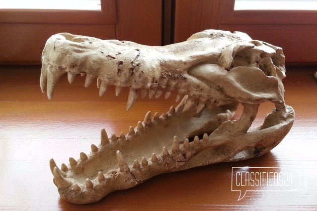 Грот череп крокодила в городе Тула, фото 3, телефон продавца: +7 (903) 845-91-52
