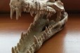 Грот череп крокодила в городе Тула, фото 1, Тульская область