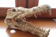 Грот череп крокодила в городе Тула, фото 2, телефон продавца: +7 (903) 845-91-52