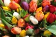 Заказ Тюльпанов к 8 Марта в городе Санкт-Петербург, фото 1, Ленинградская область