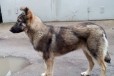 Продам собаку в городе Ростов-на-Дону, фото 1, Ростовская область