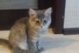 Умные, ласковые котята ищут новый дом в городе Нижний Новгород, фото 2, телефон продавца: +7 (908) 161-22-29