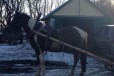 Лошадь Пегая кличка Вика в городе Тамбов, фото 1, Тамбовская область