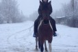 Лошадь Пегая кличка Вика в городе Тамбов, фото 2, телефон продавца: +7 (953) 120-98-55