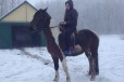 Лошадь Пегая кличка Вика в городе Тамбов, фото 3, стоимость: 75 000 руб.