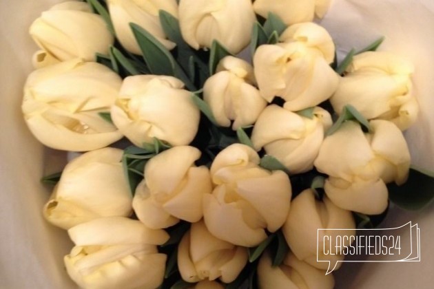 Тюльпаны в городе Краснодар, фото 3, телефон продавца: +7 (938) 524-52-22