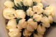 Тюльпаны в городе Краснодар, фото 3, стоимость: 30 руб.