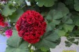 Пеларгония розебуд в городе Волгоград, фото 1, Волгоградская область