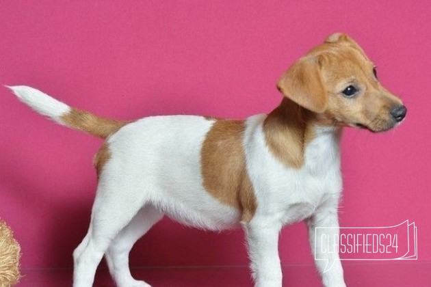 В поиске родителей девочка джек рассел в городе Архангельск, фото 4, Архангельская область