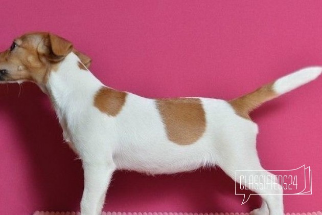 В поиске родителей девочка джек рассел в городе Архангельск, фото 5, телефон продавца: +7 (965) 734-70-41