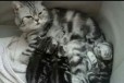 Очаровательные шотландские котята в городе Набережные Челны, фото 1, Татарстан