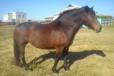 Лошадь в городе Алексеевка, фото 2, телефон продавца: +7 (950) 717-32-30