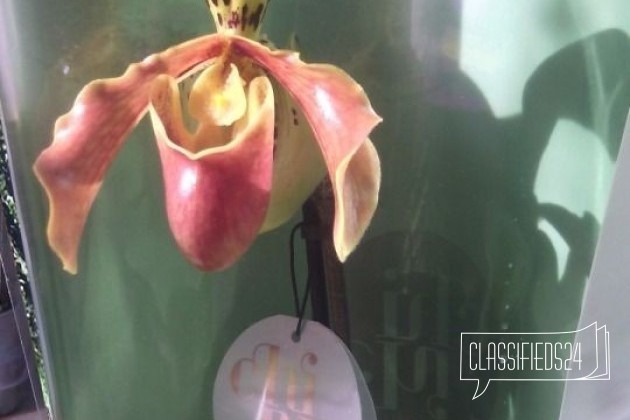Орхидеи в наличии в городе Кореновск, фото 1, Краснодарский край