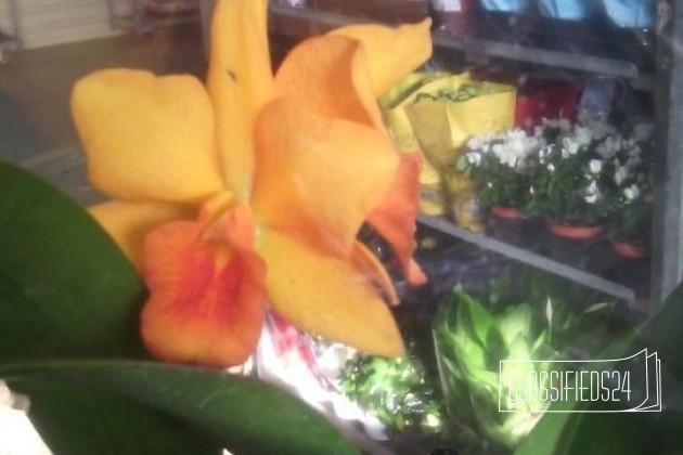 Орхидеи в наличии в городе Кореновск, фото 2, телефон продавца: +7 (918) 210-63-76