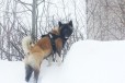 Американская акита вязка в городе Нижний Новгород, фото 1, Нижегородская область