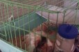 Морская свинка с клеткой в городе Ростов-на-Дону, фото 1, Ростовская область