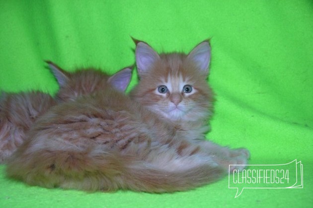 Котята породы Мейн-Кун красный мрамор в городе Мичуринск, фото 5, телефон продавца: +7 (980) 261-63-98