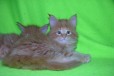 Котята породы Мейн-Кун красный мрамор в городе Мичуринск, фото 5, Тамбовская область