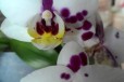 Продам орхидею в городе Екатеринбург, фото 1, Свердловская область