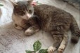Продаю кота в городе Армавир, фото 1, Краснодарский край