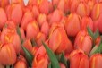 Тюльпаны к 8 марта в городе Санкт-Петербург, фото 1, Ленинградская область
