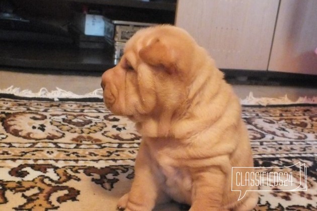 Продам щенка Шарпея в городе Томск, фото 1, телефон продавца: +7 (923) 435-14-63