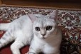Продается кот шотландский в городе Тюмень, фото 1, Тюменская область