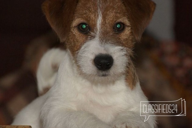 Джек рассел терьера щенок в городе Нижний Новгород, фото 1, Нижегородская область