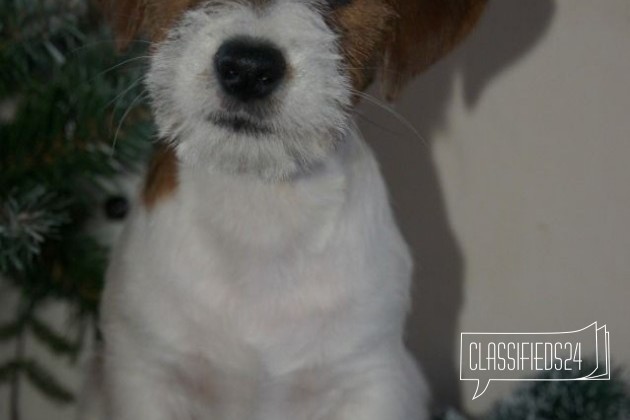 Джек рассел терьера щенок в городе Нижний Новгород, фото 2, телефон продавца: +7 (915) 936-82-90