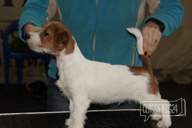 Джек рассел терьера щенок в городе Нижний Новгород, фото 3, стоимость: 80 000 руб.