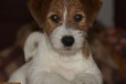 Джек рассел терьера щенок в городе Нижний Новгород, фото 1, Нижегородская область