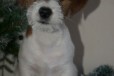 Джек рассел терьера щенок в городе Нижний Новгород, фото 2, телефон продавца: +7 (915) 936-82-90