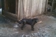 Собачка в частный дом в городе Абакан, фото 1, Хакасия