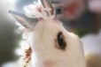 Декоративный кролик в городе Тверь, фото 1, Тверская область