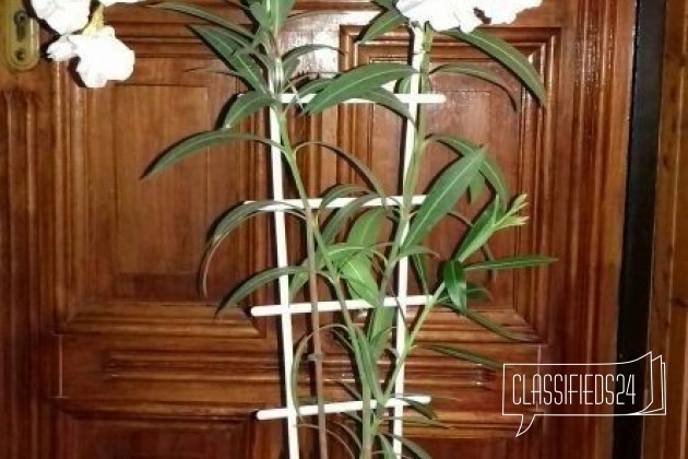 Растение Олеандр в городе Азов, фото 3, телефон продавца: +7 (918) 524-02-28