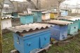 Продаются пчелосемьи в городе Майкоп, фото 2, телефон продавца: +7 (918) 480-88-24