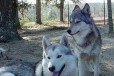 Помесь Лайки и Волка в городе Тверь, фото 1, Тверская область