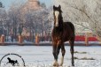 Бродвей в городе Омск, фото 1, Омская область