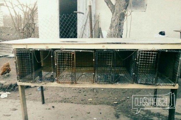 Клетка для кроликов в городе Баксан, фото 4, Кабардино-Балкария