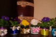 Цветочки в горшочке с оригинальным оформлением в городе Славянск-на-Кубани, фото 1, Краснодарский край