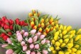 Тюльпаны в розницу Красноярск в городе Красноярск, фото 1, Красноярский край