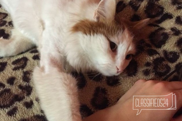 Кот в городе Ярославль, фото 1, стоимость: 0 руб.