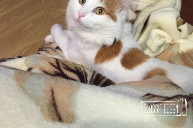 Кот в городе Ярославль, фото 2, Другая