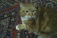 Отдам котика в добрые руки в городе Санкт-Петербург, фото 2, телефон продавца: +7 (911) 720-77-82