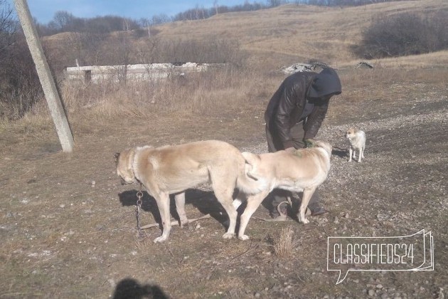 Кавказцы в городе Ессентуки, фото 1, Кавказская овчарка