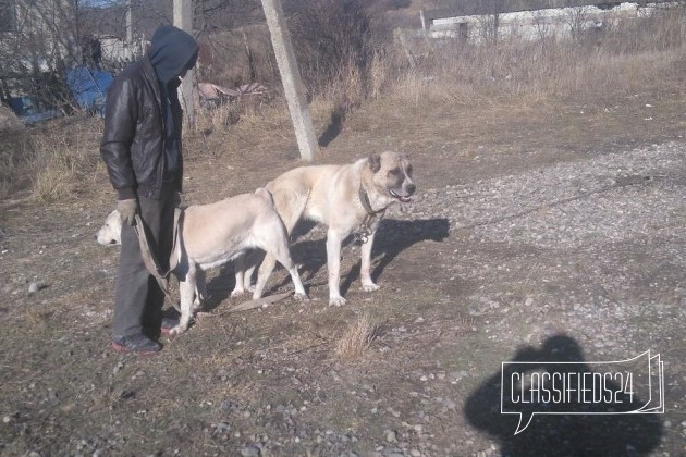 Кавказцы в городе Ессентуки, фото 2, Ставропольский край