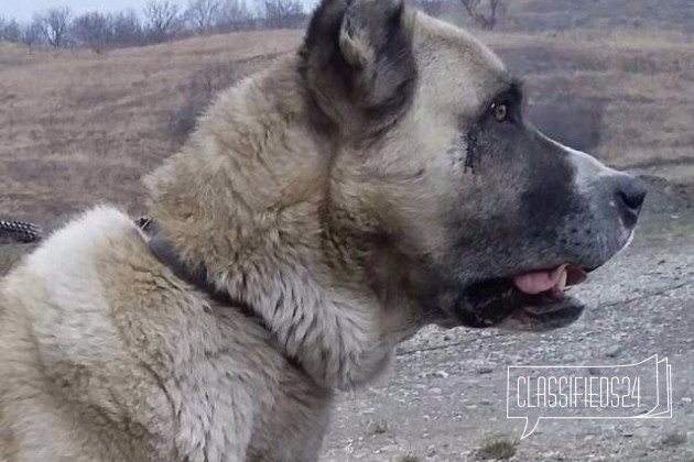 Кавказцы в городе Ессентуки, фото 3, телефон продавца: +7 (961) 475-14-47