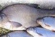 Свежая рыба под заказ в городе Набережные Челны, фото 1, Татарстан