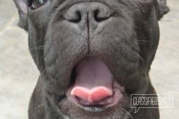 Передержка собак в городе Тольятти, фото 1, телефон продавца: +7 (937) 668-07-50
